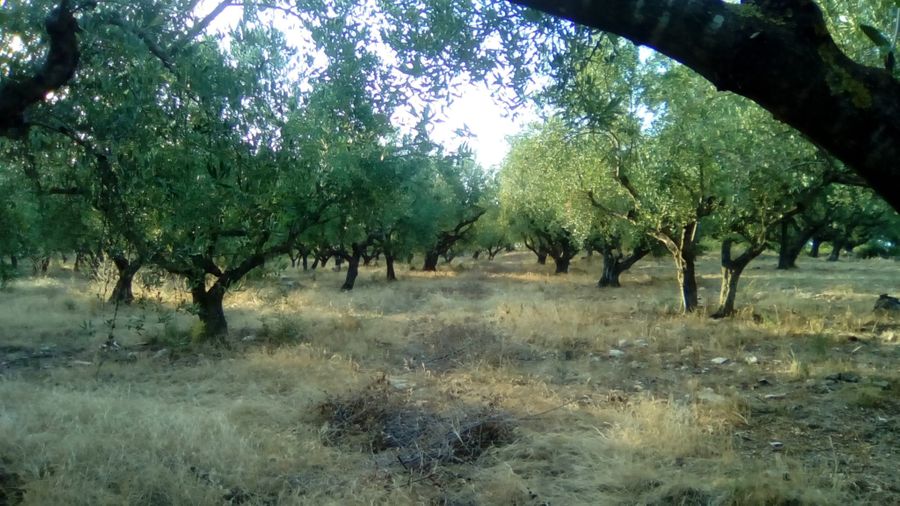 GRO108